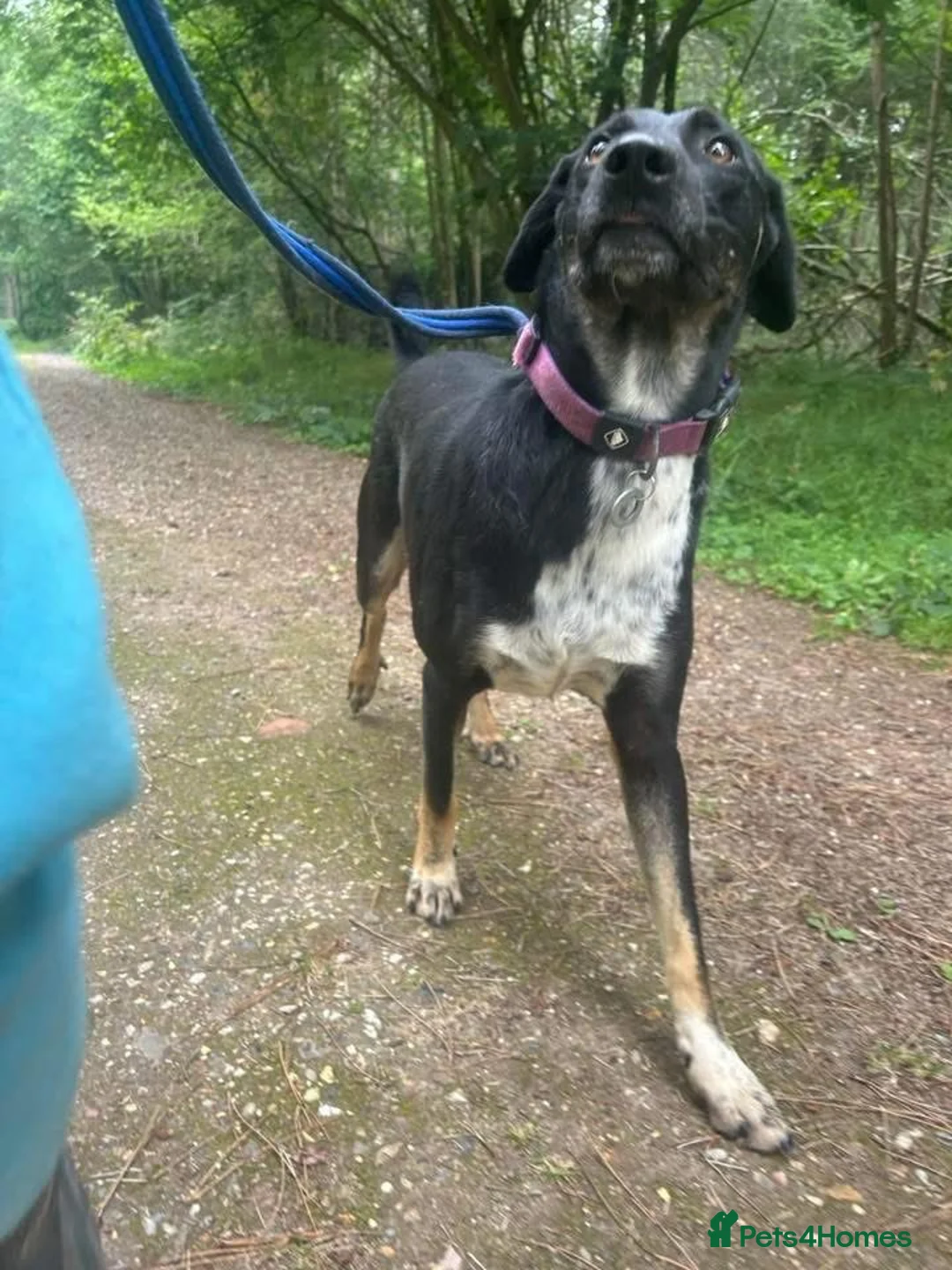 Mixed Breed dogs for adoption: Whiskey. Norwich Norfolk  - Advert 15