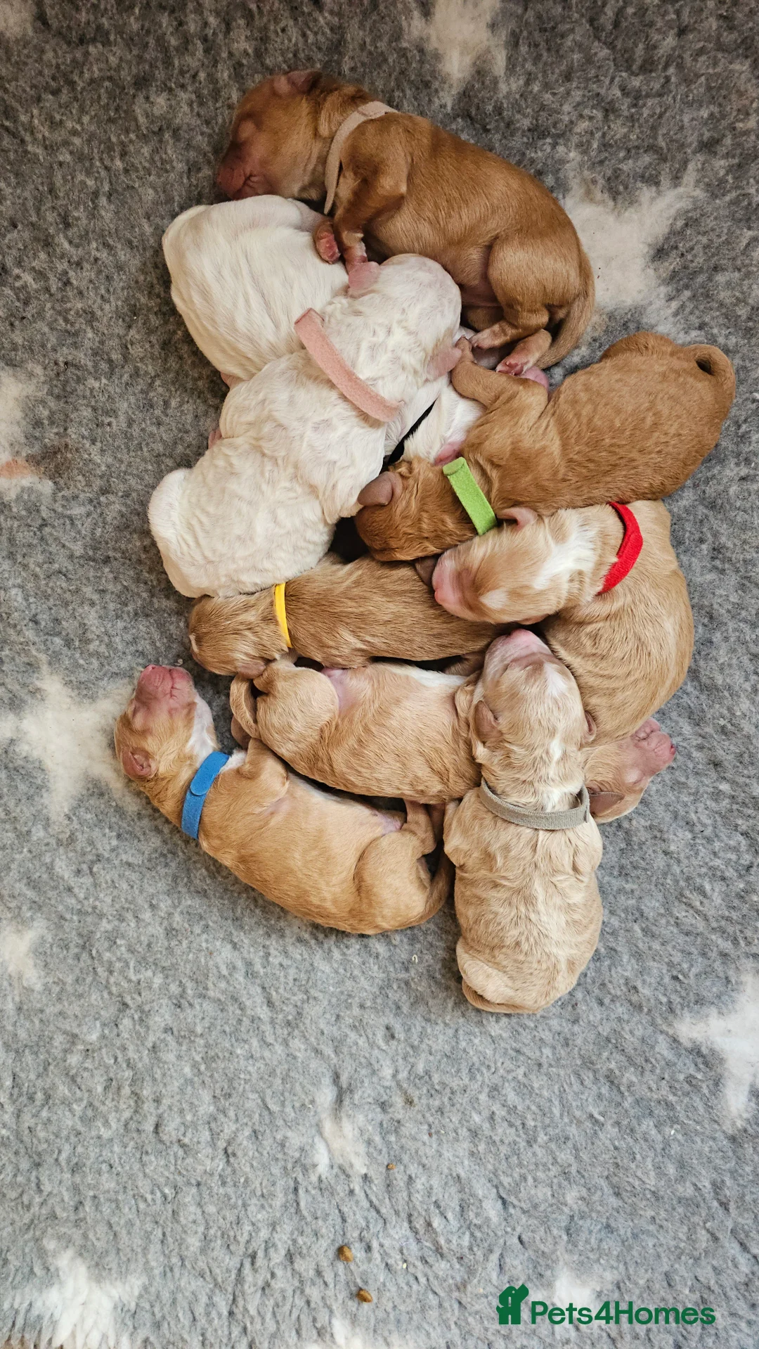 Australian Labradoodle dogs for sale: STUNNING LITTER OF AUSTRALIAN LABRADOODLES  - Advert 6