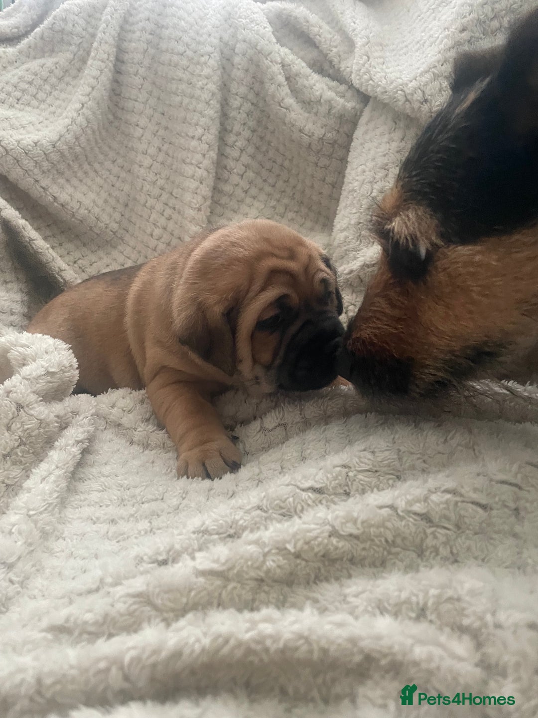 Jug dogs for sale: Jug puppies for sale 4 boys 2 girls 5 weeks old - Advert 1