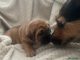 Jug dogs Jug puppies for sale 4 boys 2 girls 5 weeks old - Advert 6