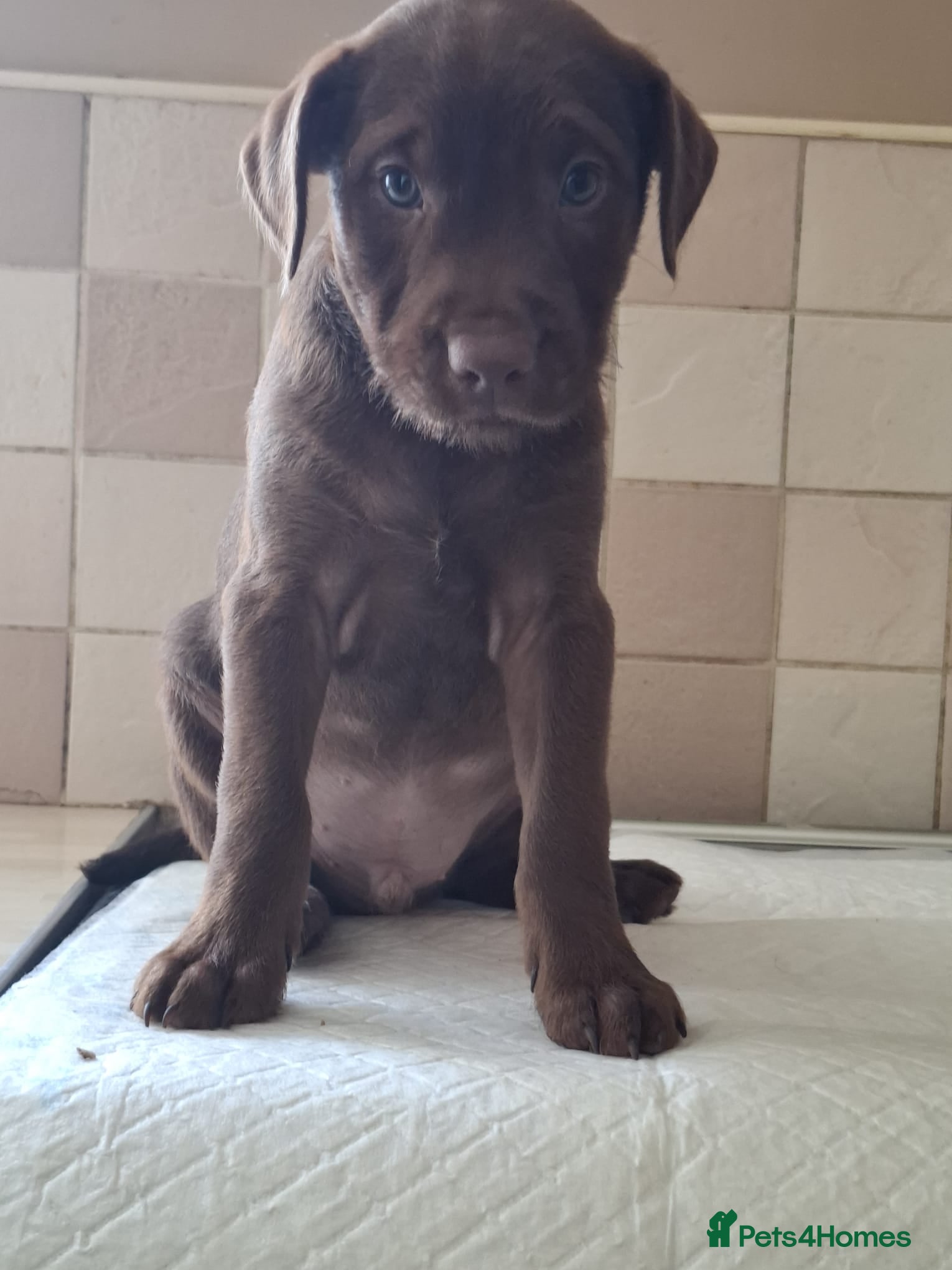 Patterdale Terrier dogs Strong, healthy, chunky Patterdale Puppies - Advert 2