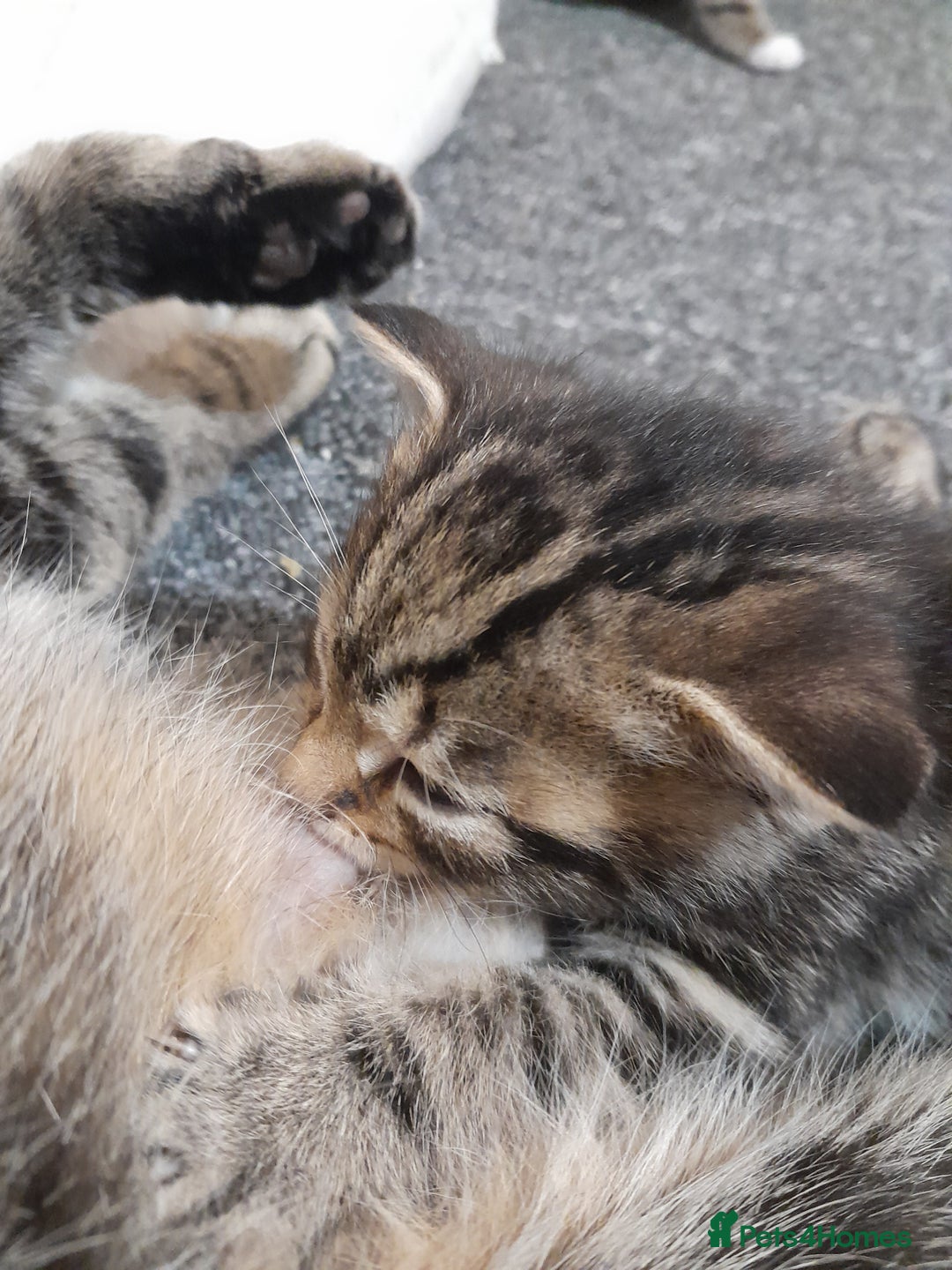 Mixed Breed cats for sale: Playful & cuddly Tabby-Bengal-Mix Kittens £200 - Image 18