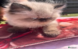 Persian cats for sale: Himalayan Persian kittens - Image 5