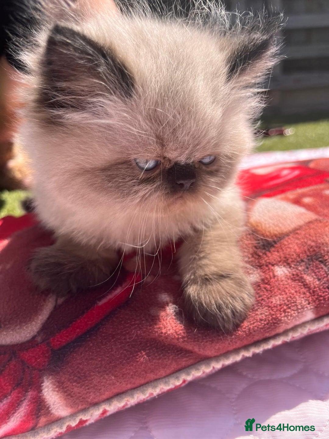 Persian cats for sale: Himalayan Persian kittens - Image 5