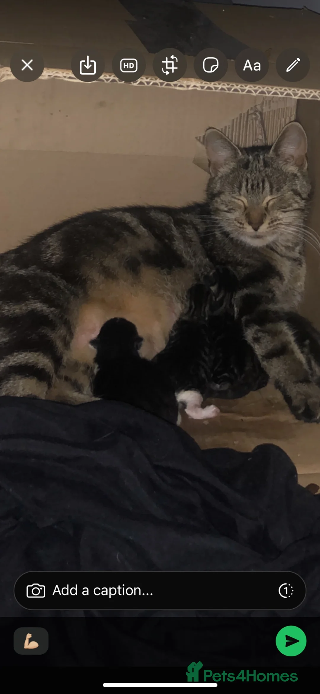 Mixed Breed cats for sale: Kittens  - Advert 2