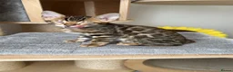 Bengal cats for sale: Bengal Kitten Boy (TICA Registered) - Advert 6