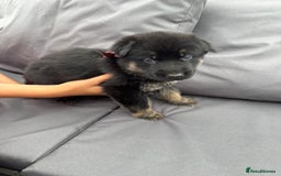 German Shepherd dogs for sale: Short coat straight back German Shepard  in Wolverhampton - Image 24