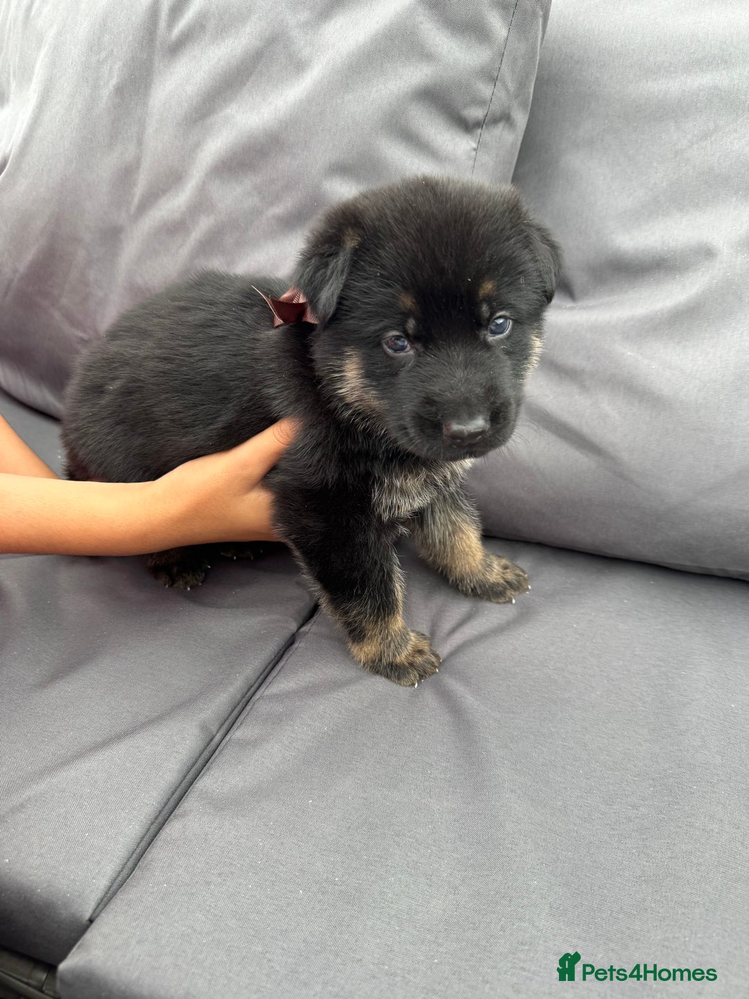 German Shepherd dogs for sale: Short coat straight back German Shepard  in Wolverhampton - Image 24