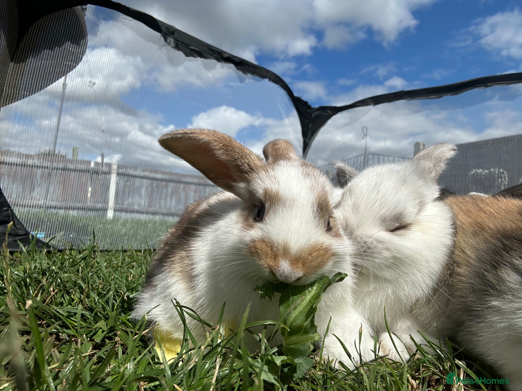 Mini Lop rabbits Beautiful French-mini lops - Advert 1