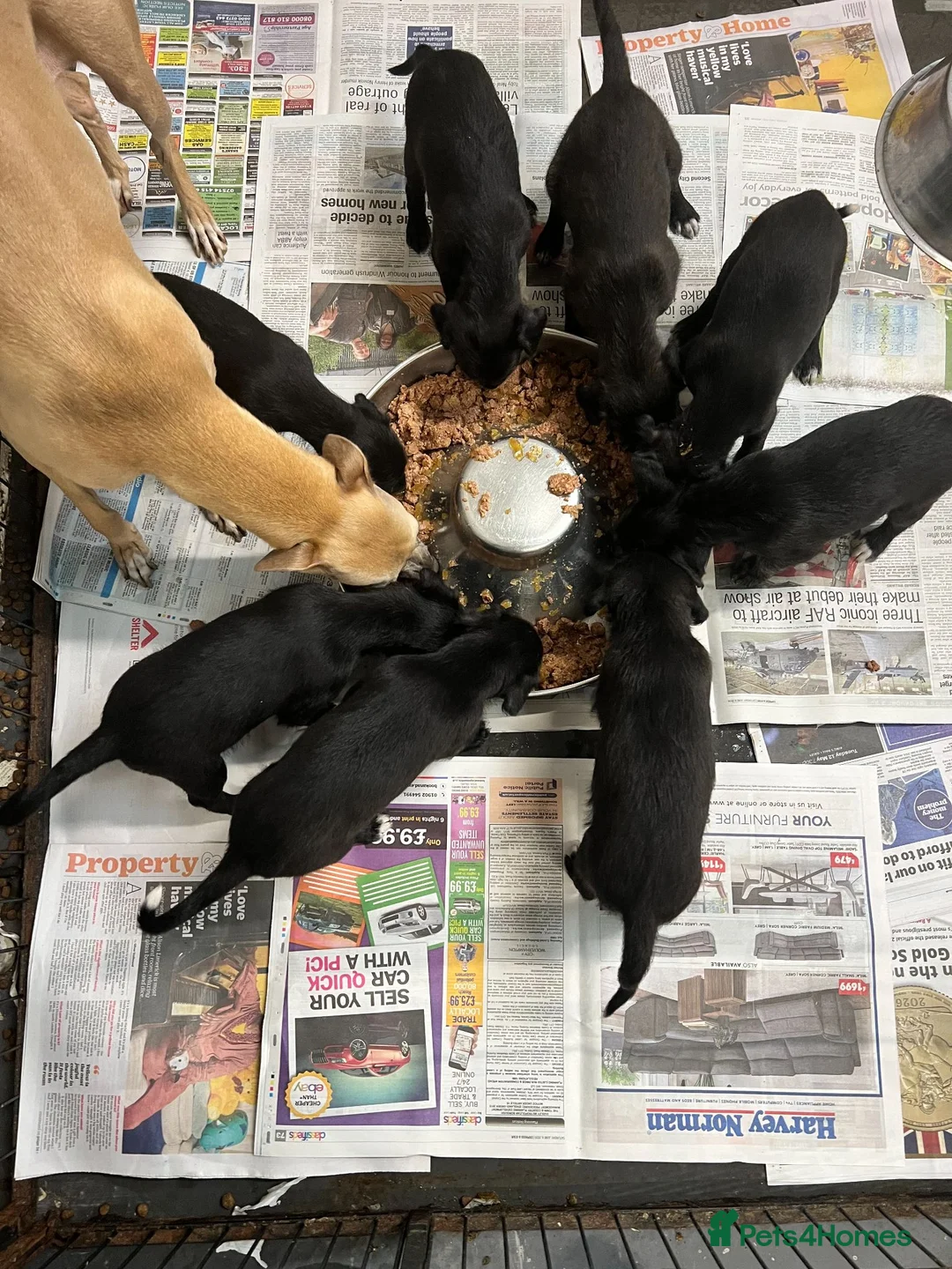 Bedlington Terrier dogs for sale: Top Quality F1 Bedlington x Whippet Puppies - Advert 7