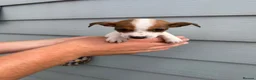 Jack Russell dogs for sale: Jack Russell Puppies - Advert 4