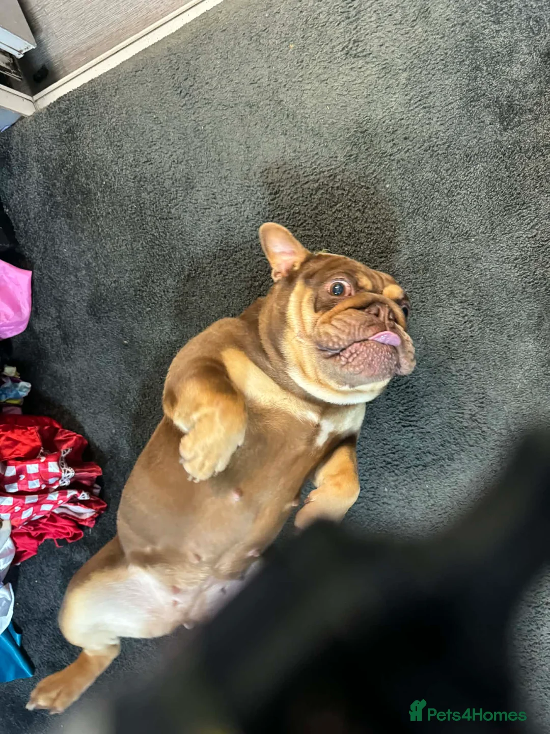 English Bulldog dogs for sale: Female English bulldog looking for a loving home. - Advert 6