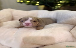 English Bulldog dogs for sale: Stunning English Bulldog Puppies 🐾🐶 - Advert 10