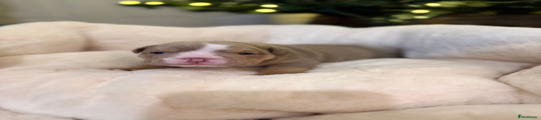 English Bulldog Puppy 1 