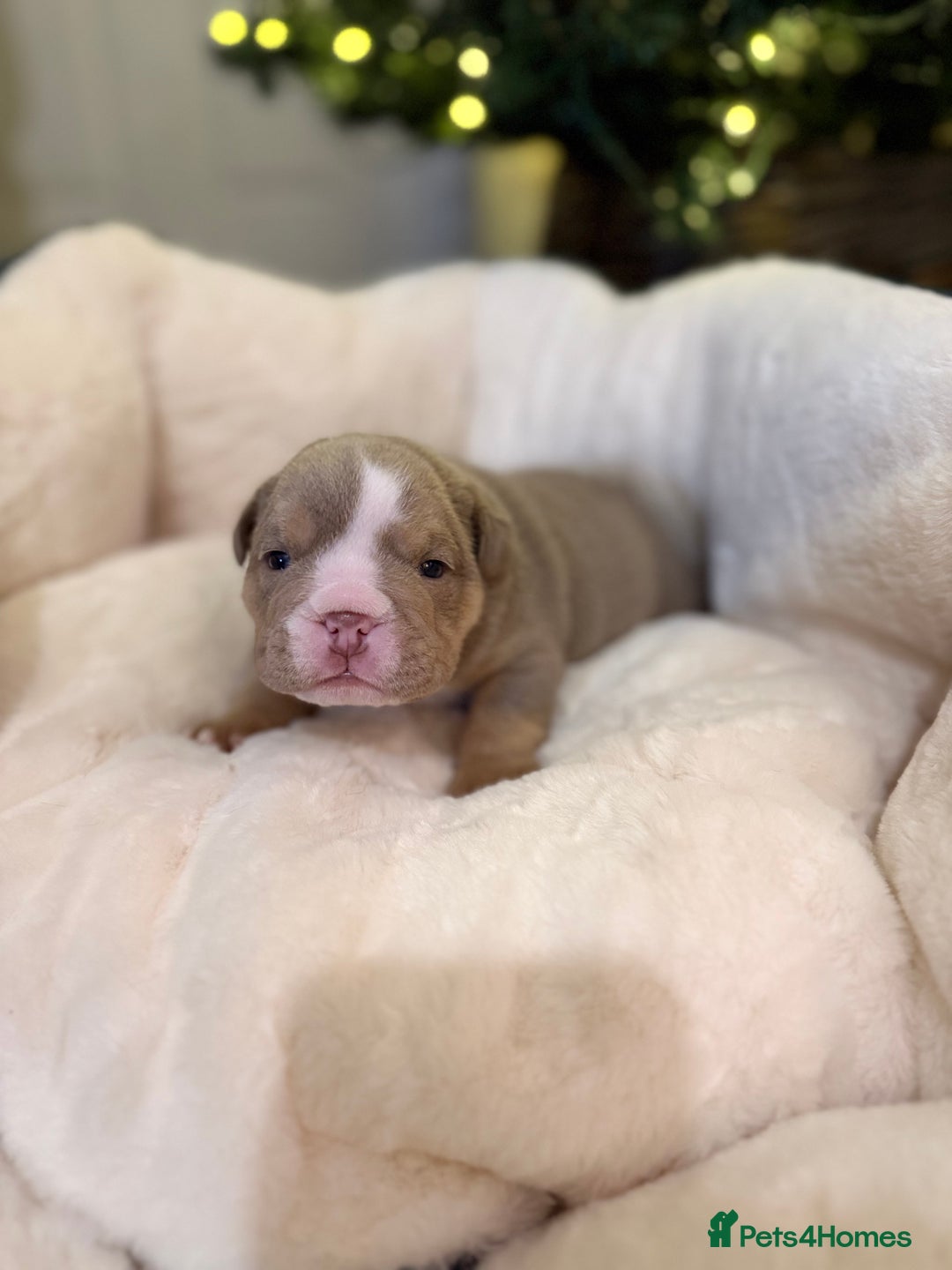 English Bulldog dogs for sale: Stunning English Bulldog Puppies 🐾🐶 - Advert 10