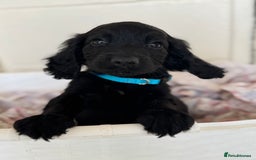 Cocker Spaniel dogs for sale: Beautiful cocker spaniels puppies for sale - Image 29