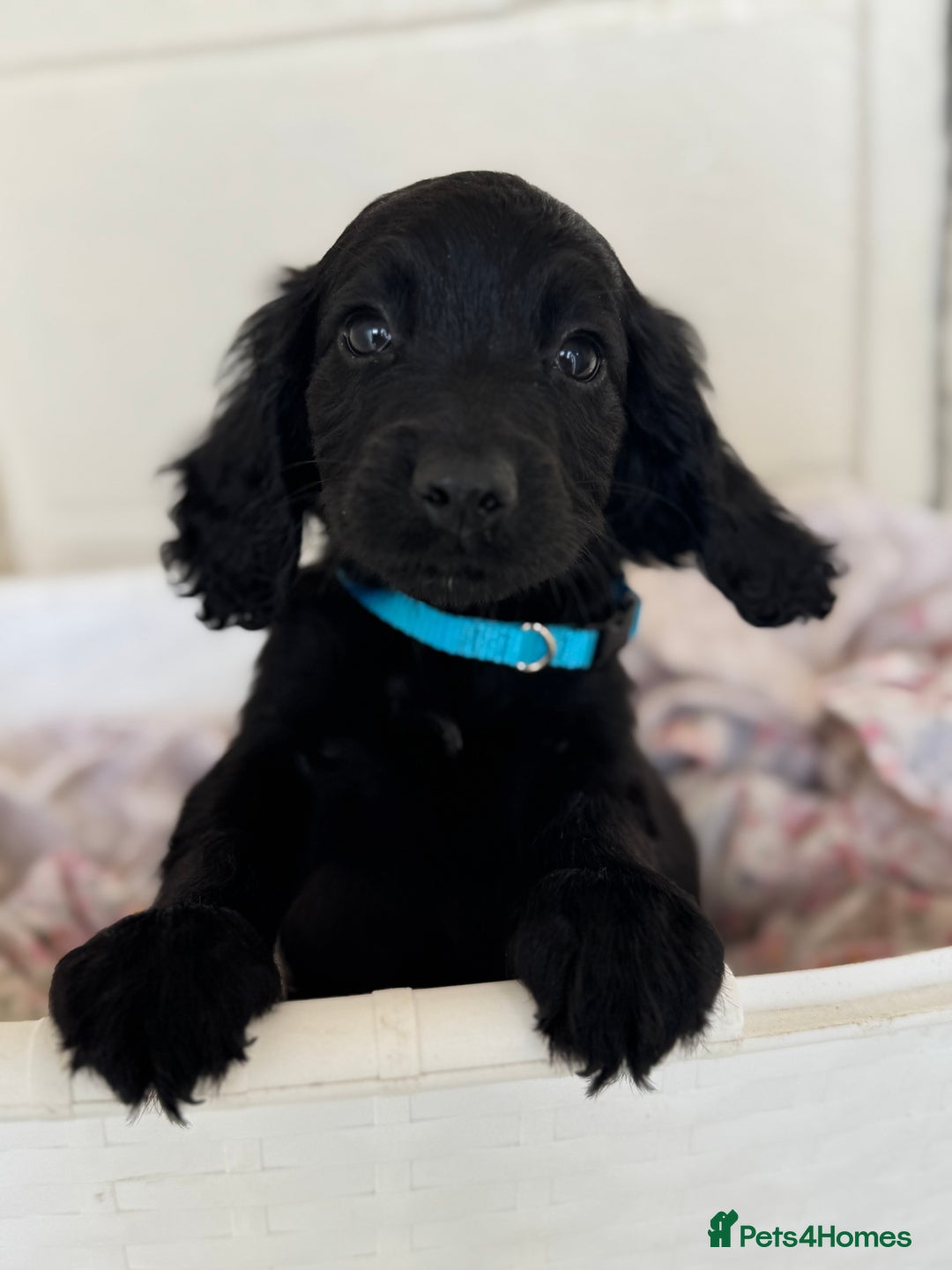 Cocker Spaniel dogs for sale: Beautiful cocker spaniels puppies for sale - Image 29