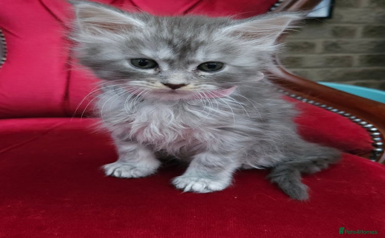 Maine Coon cats - Advert 10
