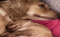Cocker Spaniel dogs for sale: Cocker spaniel  - Image 3