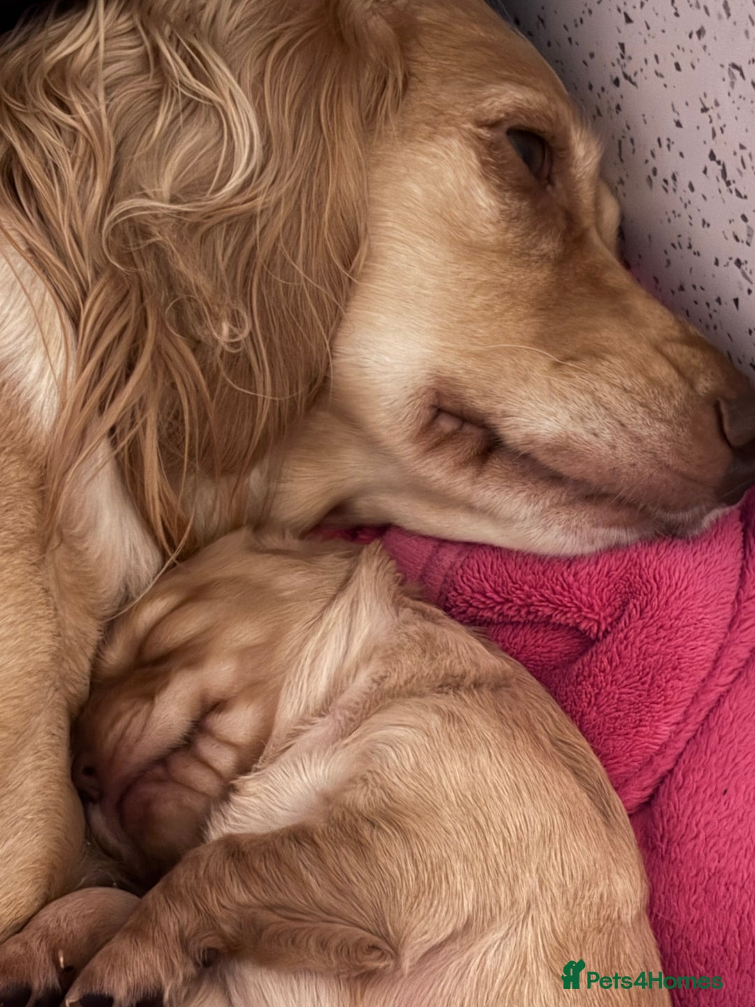 Cocker Spaniel dogs for sale: Cocker spaniel  - Image 3
