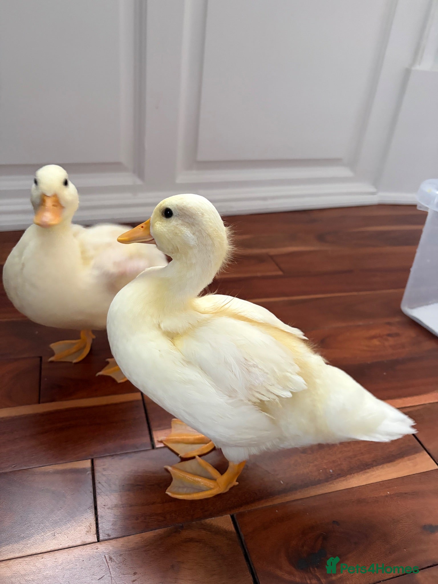 Ducks poultry Call ducklings  - Advert 5