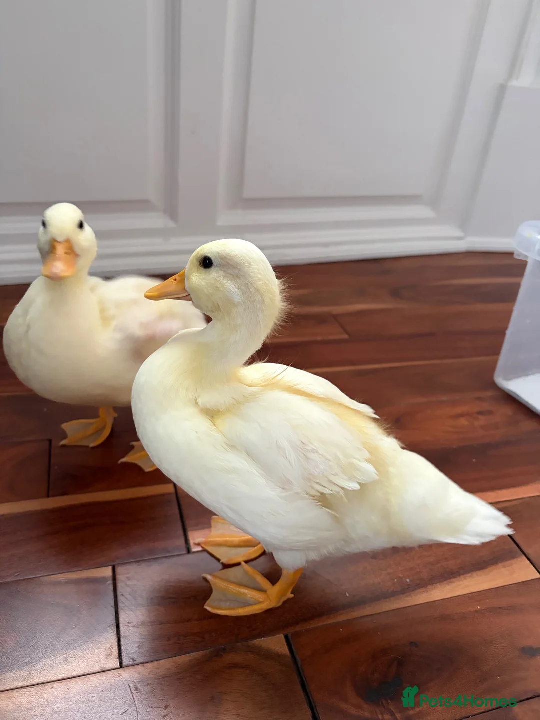 Ducks poultry for sale: Call ducklings  - Advert 1