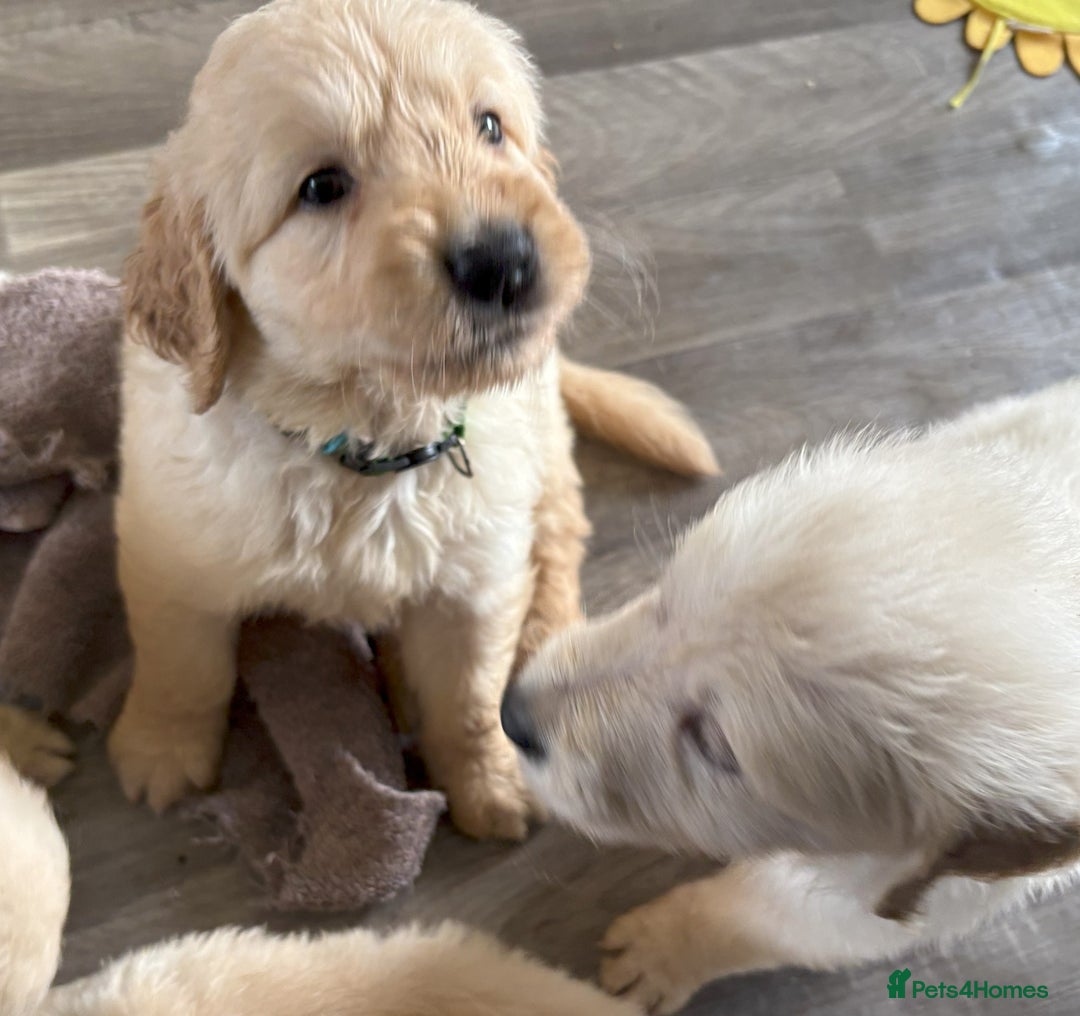 Golden Retriever dogs for sale: Fyffrind Meadow (Miss Purple)  - KC Reg. Goldies from a 5 Star Registered Breeder  - Image 12