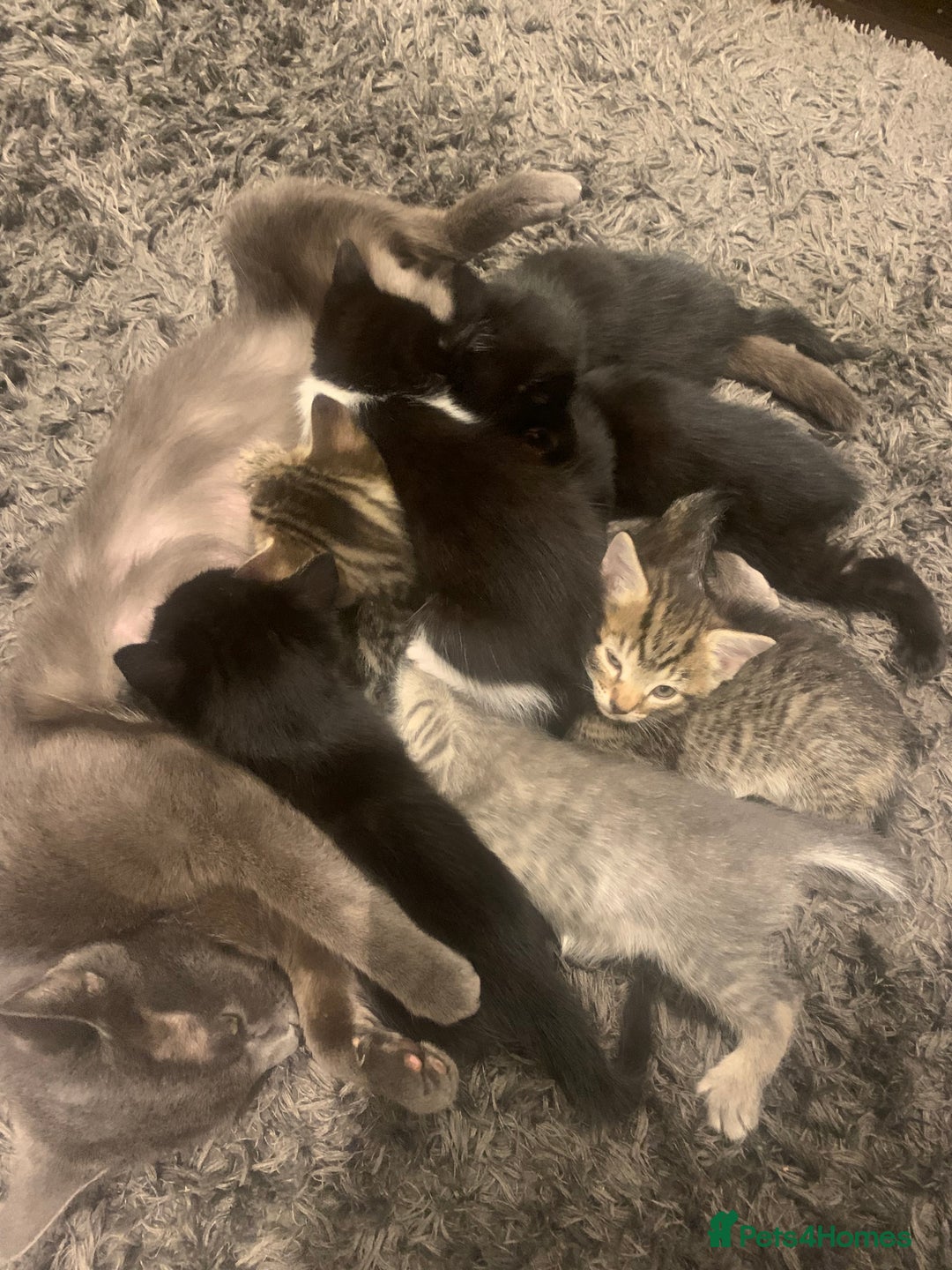 Mixed Breed cats for sale: 8 beautiful kittens for sale - Advert 2