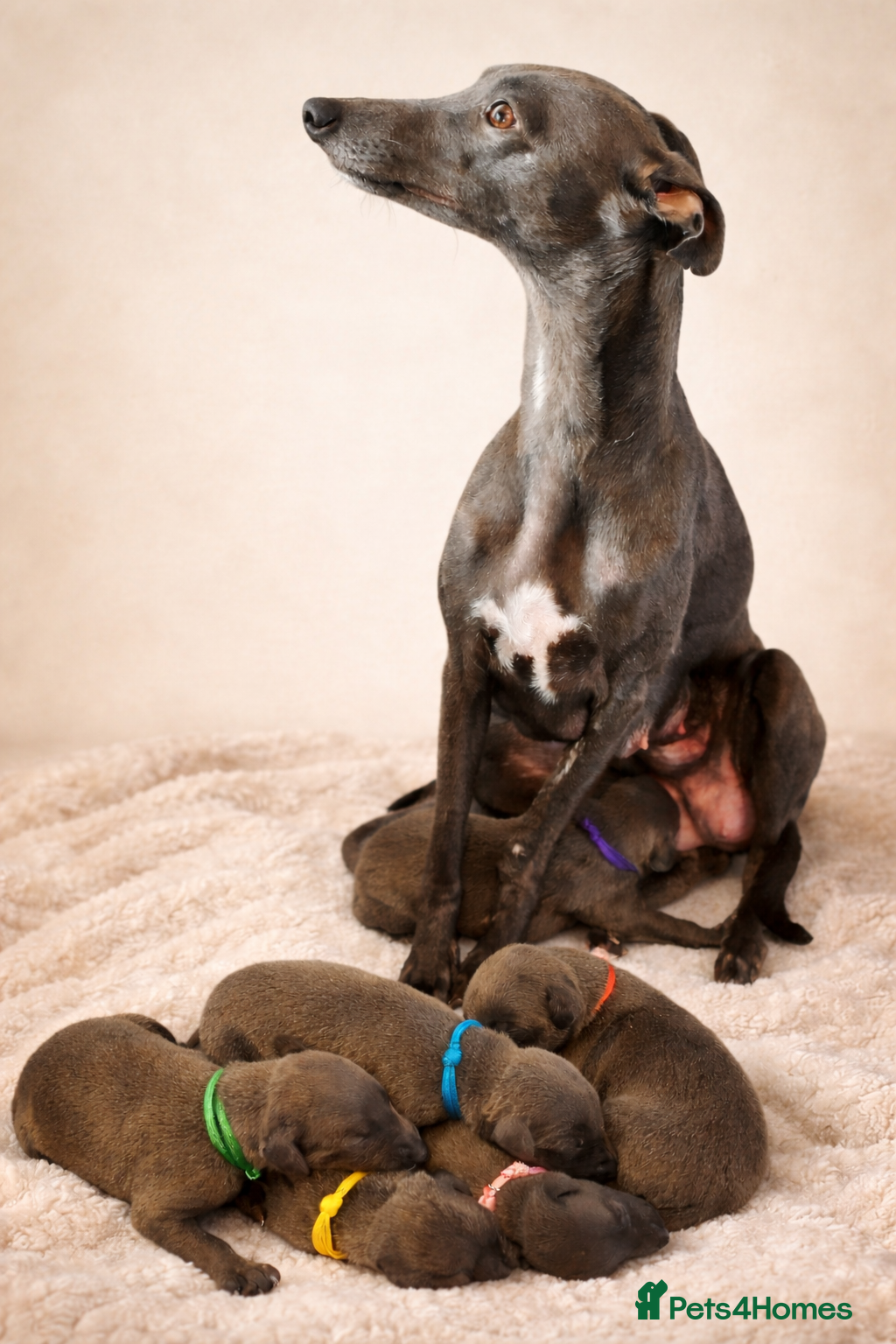 Whippet dogs KC registered Laguna lines Whippet Puppies  - Advert 9
