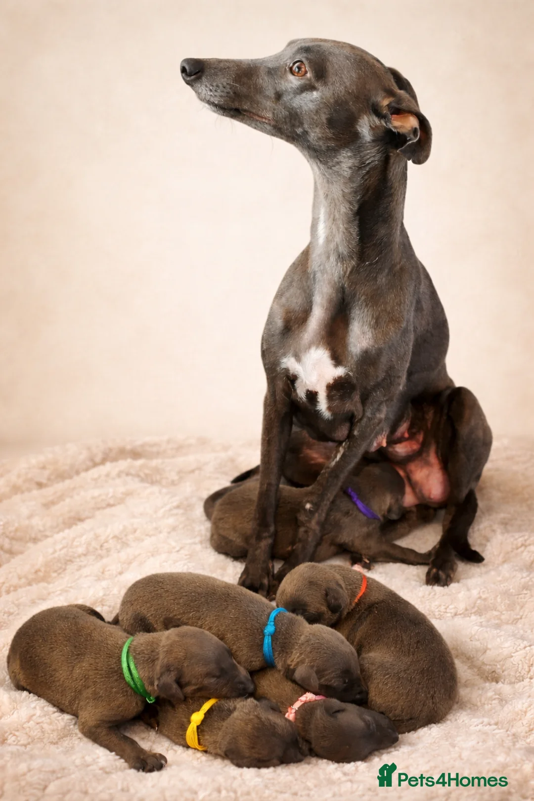 Whippet dogs for sale: KC registered Laguna lines Whippet Puppies  - Advert 1