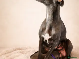 Whippet dogs KC registered Laguna lines Whippet Puppies - Advert 1