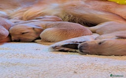 Golden Retriever dogs for sale: Beautiful Golden Retriever Puppies For Sale - Image 20