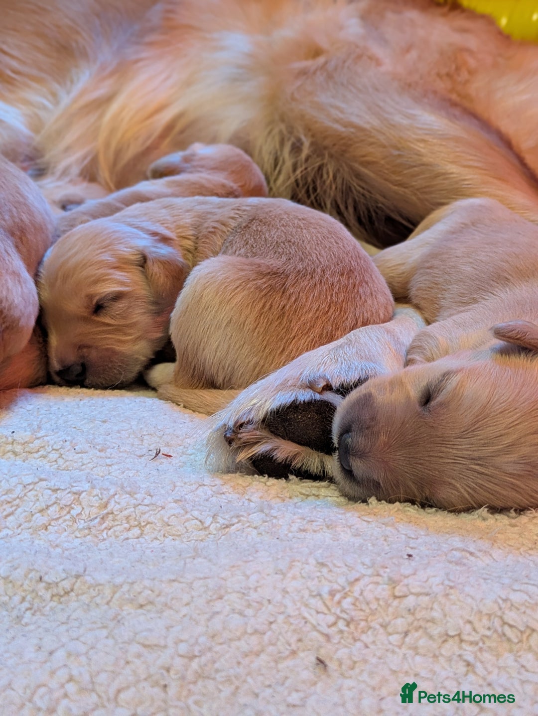 Golden Retriever dogs for sale: Beautiful Golden Retriever Puppies For Sale - Image 20