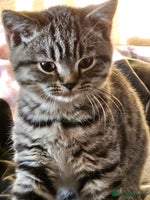 British Shorthair cats - Advert 8