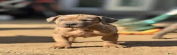 Neapolitan Mastiff dogs for sale:  5LEFT Neapolitan Mastiff x Cane Corso  - Advert 28