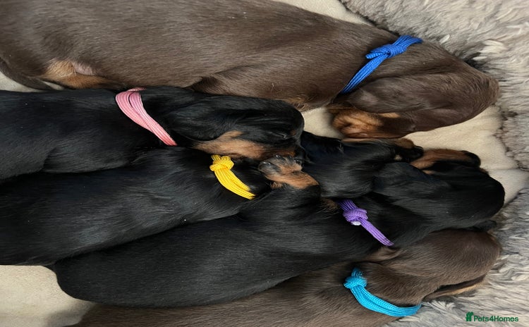 Miniature Dachshund dogs - Advert 4
