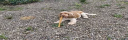 Cocker Spaniel dogs for stud: Orange Roan KC reg Show Cocker Spaniel Stud - Advert 4