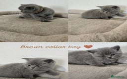 British Shorthair cats for sale: British Shorthair kittens  - Image 5