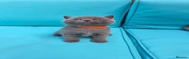 British Shorthair Orange 