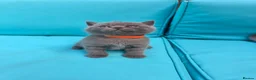 British Shorthair cats for sale: Beautiful British Shorthair kittens  - Advert 6