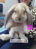 French Lop rabbits - Advert 2