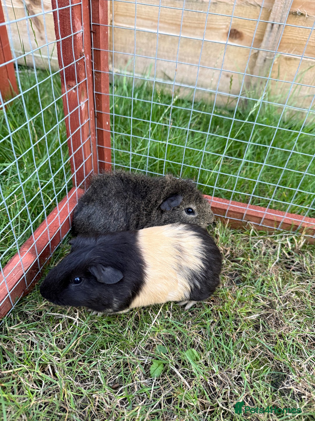 Guinea Pig rodents for sale: Baby Guinea Pigs! - Image 5