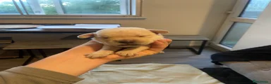 Mixed Breed Puppy 1
