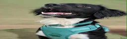 English Springer Spaniel dogs for sale: Springer spanial  in Didcot - Advert 2