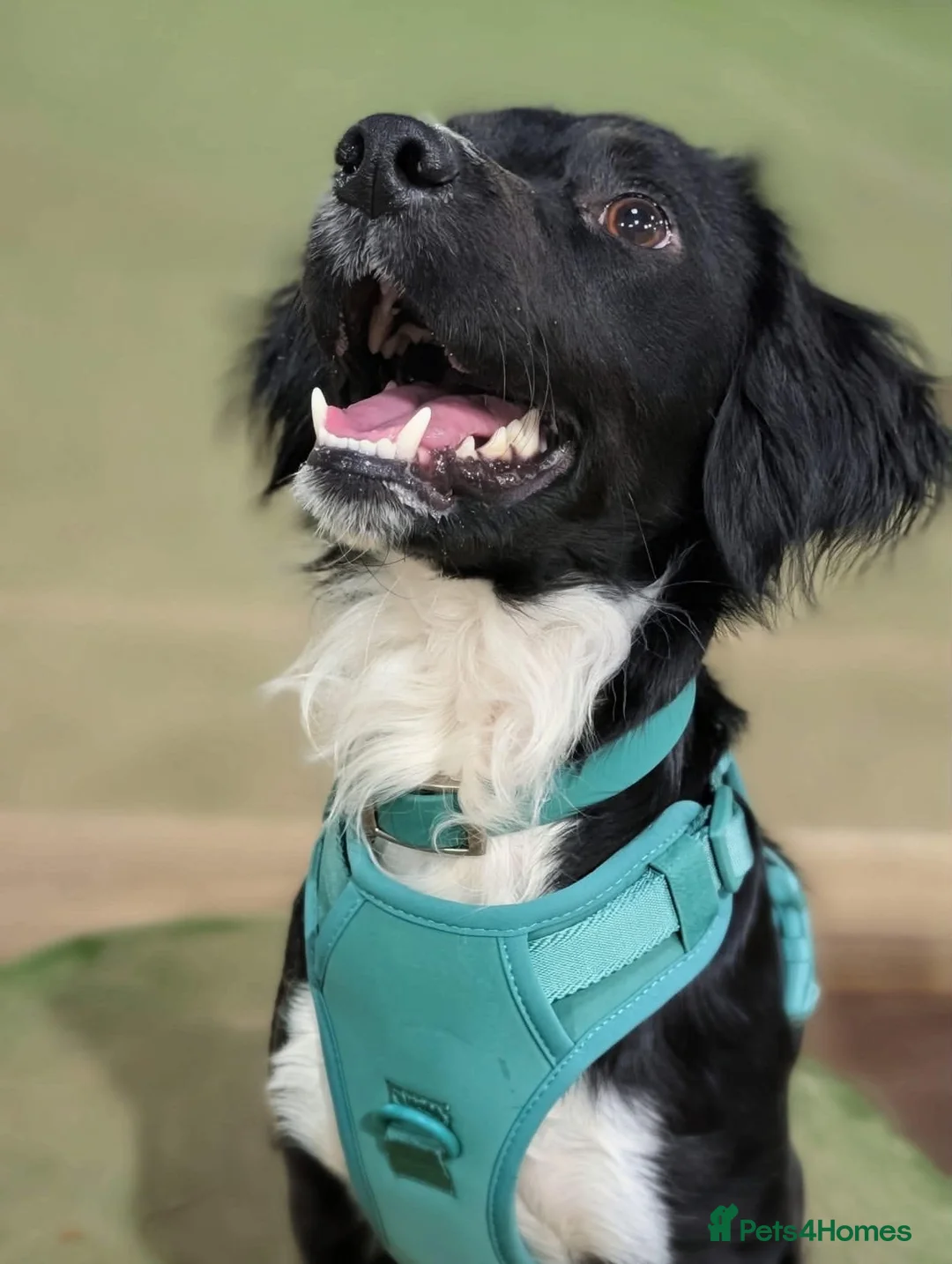 English Springer Spaniel dogs for sale: Springer spanial  in Didcot - Advert 2