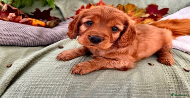 Mixed Breed dogs - Advert 7