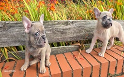 French Bulldog dogs for sale: Elsa Girl - Image 5
