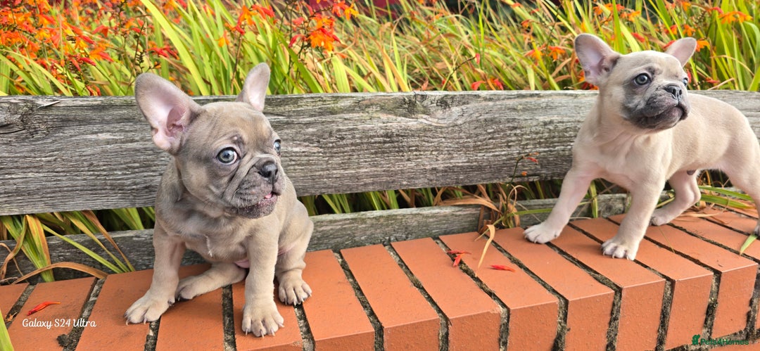 French Bulldog dogs for sale: Elsa Girl - Image 5