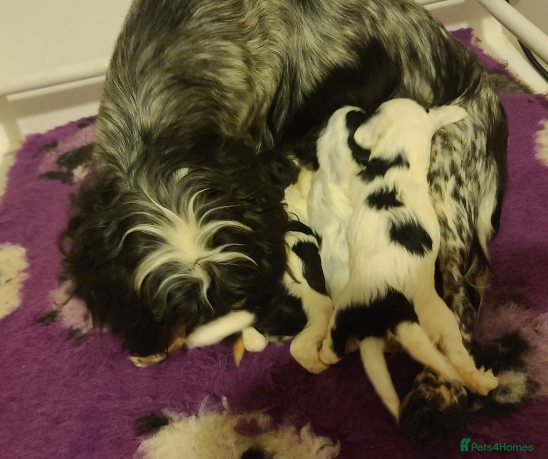 Cockapoo dogs for sale: F1 Cockapoos, Parti Roan. DNA HEALTH TESTED - Image 31