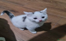 Mixed Breed cats for sale: 4 female kittens - Image 1